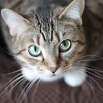 Close-up portrait of a tabby cat with striking green eyes and long whiskers.